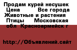 Продам курей несушек › Цена ­ 350 - Все города Животные и растения » Птицы   . Московская обл.,Красноармейск г.